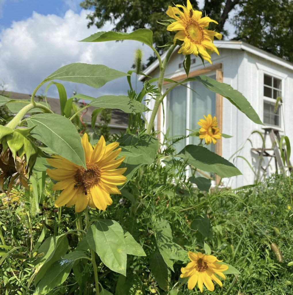 pollinator-pathway-installs-chapter-in-licking-county-raises-awareness